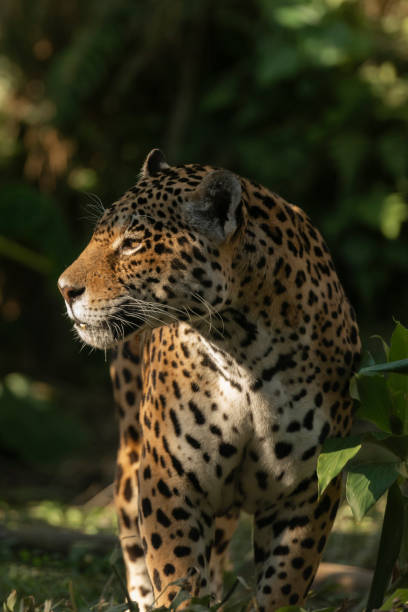 Jaguar (Onça Pintada) stock photo