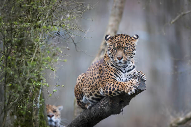 Jaguar Jaguar in the forest big cat stock pictures, royalty-free photos & images