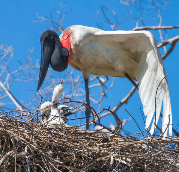 Jaibu stork and chicks in nest in Pantanal Brazil stock photo