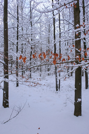January in the forest. Winter in the forest. Orange leaves in the foreground.