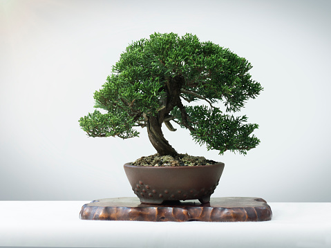 bonsai plants