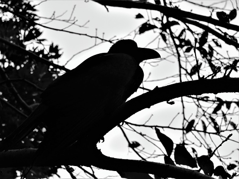 Japan. September. Crow. Portrait in silhouette. Black and white.