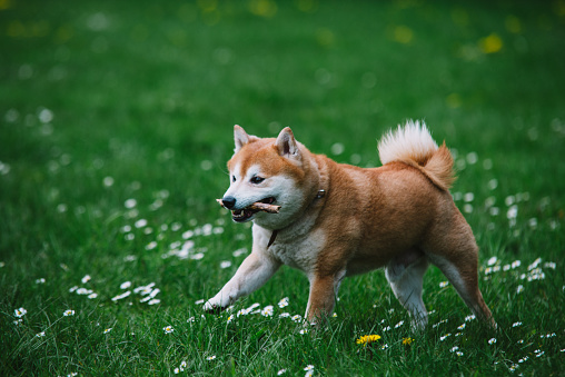Japanease Dog Shiba Inu Running On The Grass Stock Photo