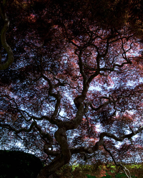 Japaneese maple tree silhouette stock photo