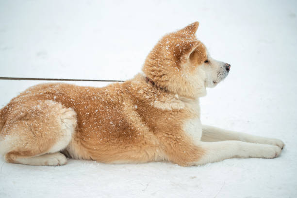 Japanese Akita Inu dog winter background. ginger japanese dog resting outdoors on a snowy winter day stock photo
