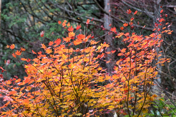 Japanese Autumn Colors Japanese Autumn Colors erik trampe stock pictures, royalty-free photos & images