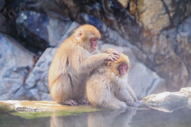 en japansk baby snö apa eller makak med varm vår on-sen i monkey park, shimotakai district, nagano , japan. djur från vilda djur. - ice bath in natural frozen lake bildbanksfoton och bilder