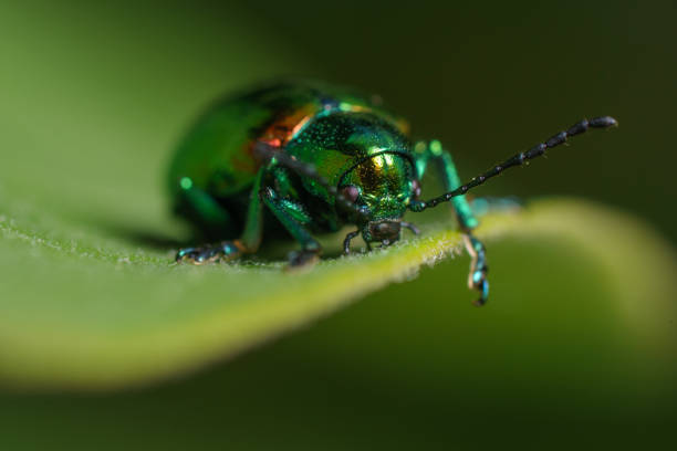 A Japanese Beetle on a Leaf Macrophotography of a Japanese beetle seemingly resting on top of a leaf. Japanese Beetles  stock pictures, royalty-free photos & images