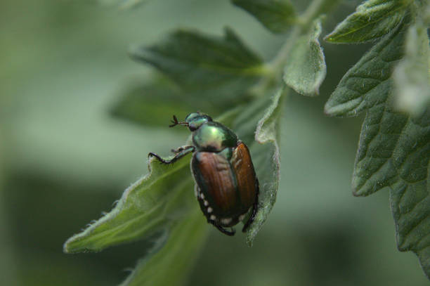 Photo of Japanese beetle