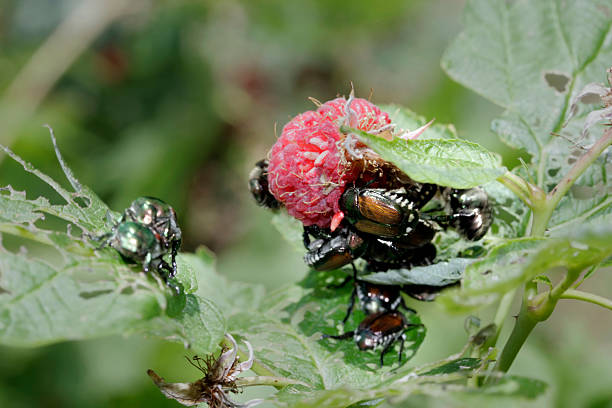 japanese Beetles eating a red raspberry plant stock photo