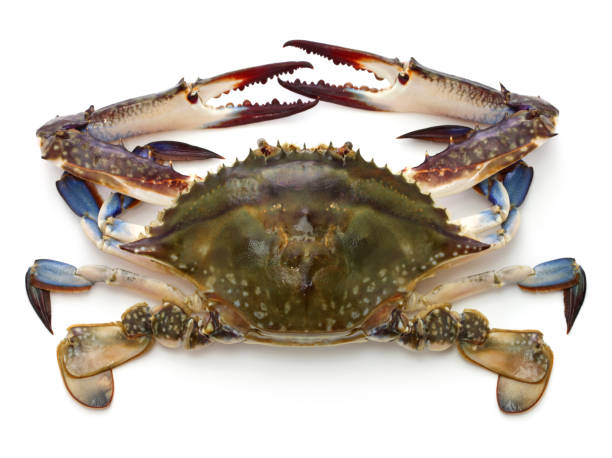 Japanese blue crab called Watarigani in Japan. Japanese blue crab called Watarigani in Japan. blue crab stock pictures, royalty-free photos & images