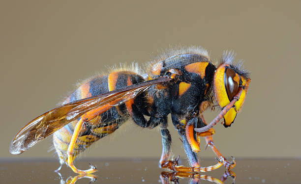Japanese giant hornet closeup macro, also called giant sparrow bee Closeup macro of a Japanese giant hornet, the largest species of hornet in the world. murder hornet stock pictures, royalty-free photos & images