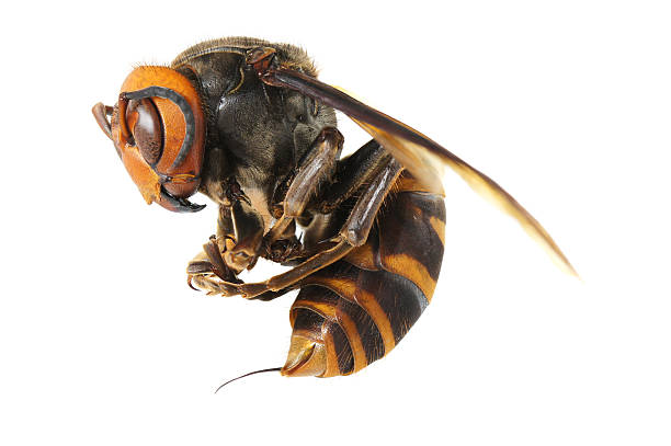 Japanese giant hornet isolated on a white studio background Vespa mandarinia murder hornet stock pictures, royalty-free photos & images