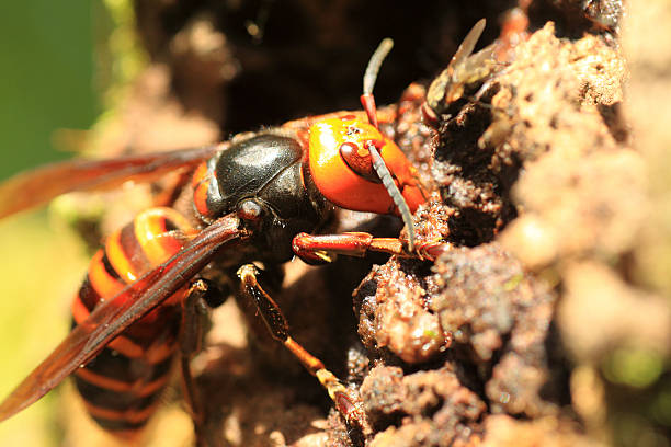 Japanese giant hornet  (Vespa mandarinia) in Japan murder hornet stock pictures, royalty-free photos & images