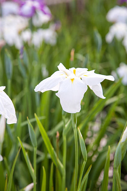 Japanese iris flower stock photo