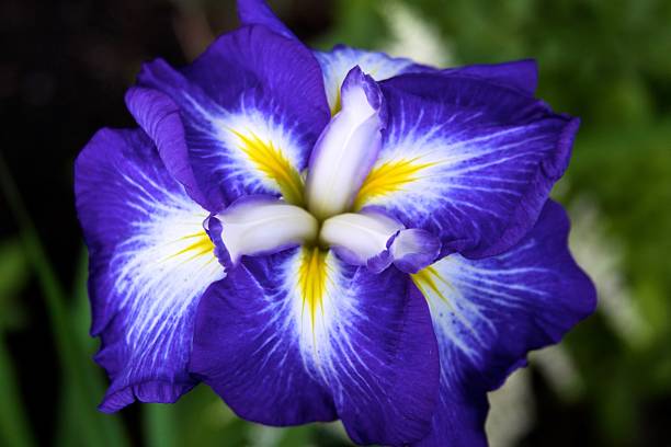 Japanese Iris in Bloom from Above stock photo