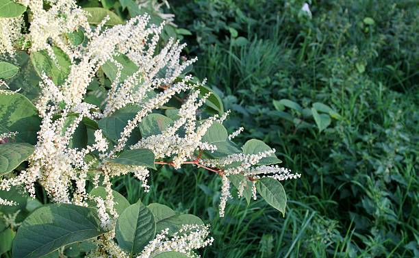 350 Japanese Knotweed Stock Photos, Pictures &amp; Royalty-Free Images - iStock