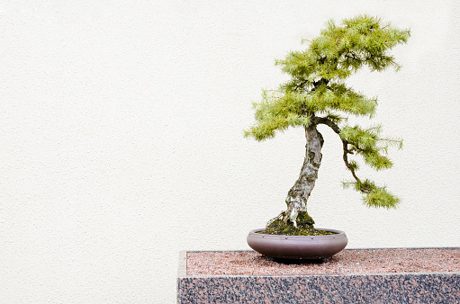 Japanese Larch Bonsai Tree Stock Photo Download Image Now Istock