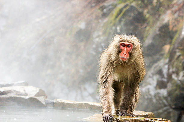 Japanese Macaque in Yamanouchi, Japan stock photo