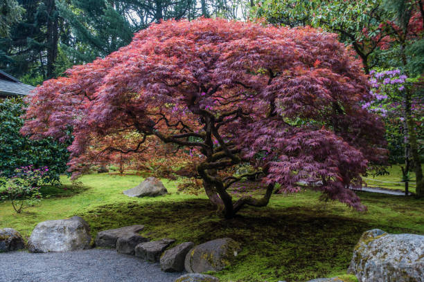 Japanese Maple In Seattle A view of a Japanese Maple tree in a Seattle garden. japanese maple stock pictures, royalty-free photos & images