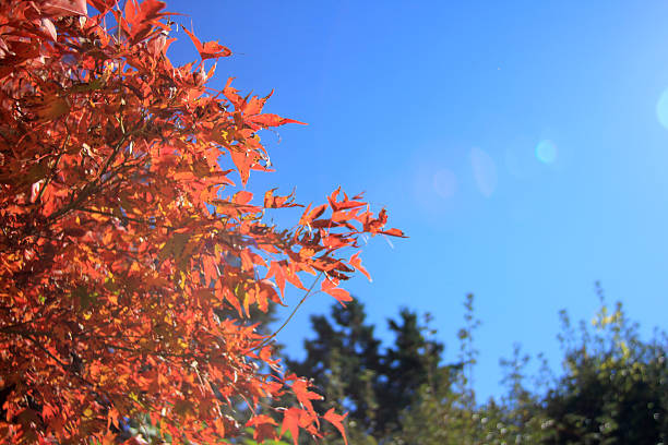 Japanese Maple Leaves with Lens Flare stock photo