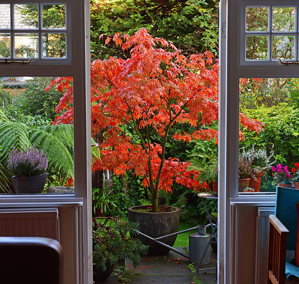 Japanese Maple Acer (Japanese Maple) growing in a pot  - in full autumn glory and framed in a garden doorway japanese maple stock pictures, royalty-free photos & images