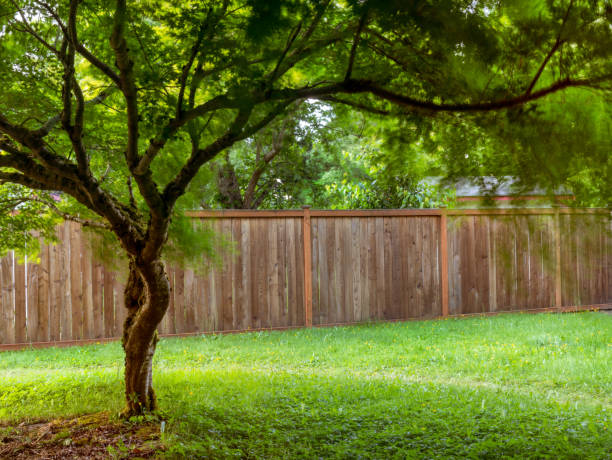 árbol de arce japonés con hojas verdes soplando en el viento - backyard fotografías e imágenes de stock