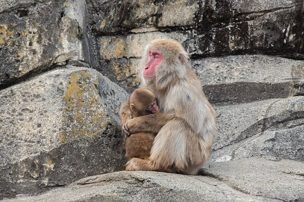 Japanese monkey Japanese monkey happy new year card 2016 stock pictures, royalty-free photos & images