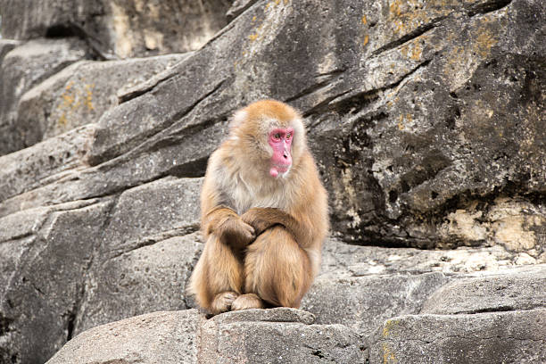 Japanese monkey Japanese monkey happy new year card 2016 stock pictures, royalty-free photos & images