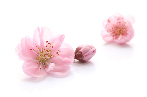 Japanese natural pink peach blossom and petals isolated on pure white background, spring photography