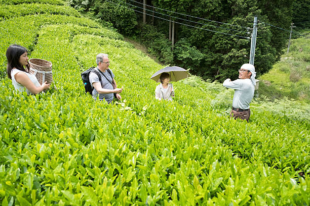 Japanese Organic Tea Farmer Showing Tourists How to Pick Leaves Kyoto iStockalypse.  Travel like a local.  Japanese organic tea plantation.  Interracial, multi-generation family visiting a rural tea farm in Nara, Japan.  Mature, local Japanese man teaching Japanese grandmother, Caucasian father and mixed-ethnic daughter how to grow tea sustainably. japan  tourism stock pictures, royalty-free photos & images