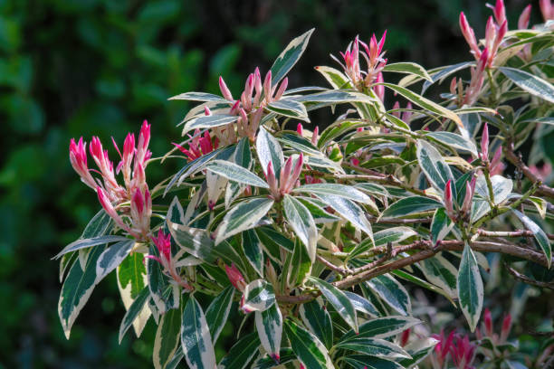 Japanese Pieris plant blooming in spring. stock photo