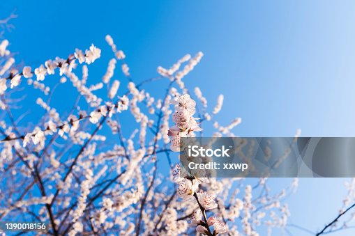 istock Japanese plum blossoms in spring 1390018156