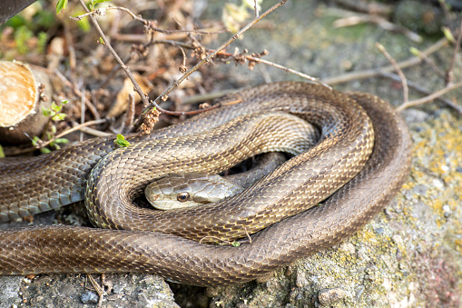 The 10 Most Venomous Snakes in The World: Ranking Most Dangerous Snakes: Rean Times