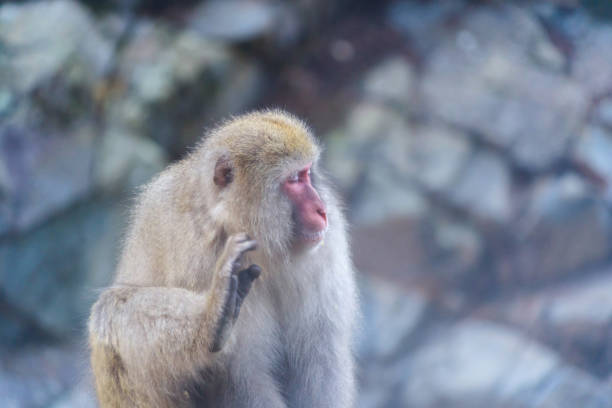 en japansk snö apa eller makak med varm vår on-sen i monkey park, shimotakai district, nagano , japan. djur från vilda djur. - ice bath in natural frozen lake bildbanksfoton och bilder