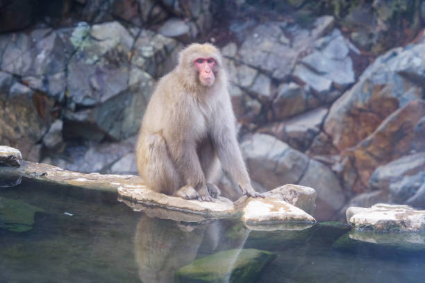 en japansk snö apa eller makak med varm vår on-sen i monkey park, shimotakai district, nagano , japan. djur från vilda djur. - ice bath in natural frozen lake bildbanksfoton och bilder