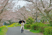 山口県岩国桜の下を歩く日本人女性