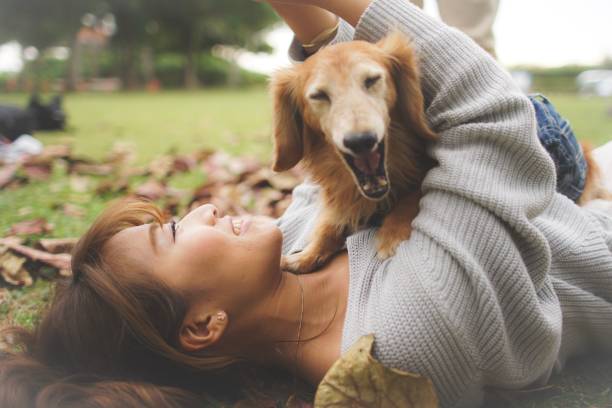 Japanese women relax with dogs Japanese woman is relaxing while playing with a dog year of the dog stock pictures, royalty-free photos & images