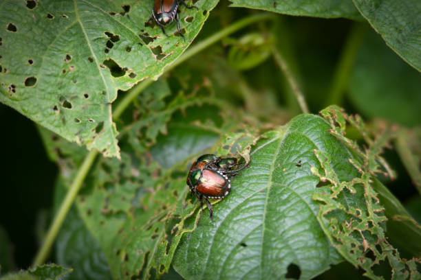 Photo of Japonese Beetles (Popillia japonica) destroying my Pole Beans