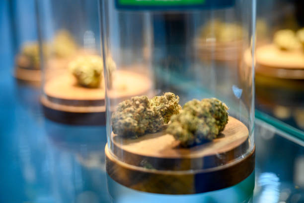 potten met gedroogde cannabis - marihuana gedroogde cannabis stockfoto's en -beelden