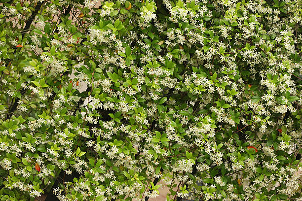 Jasmine hedge background stock photo