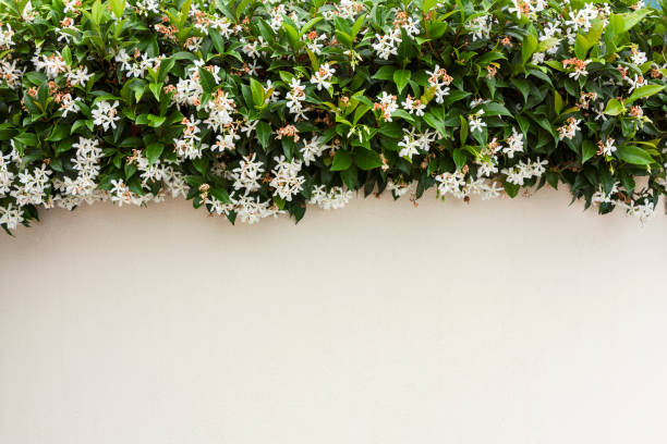 jasmine on wall, outdoor photo beauty in nature stock photo