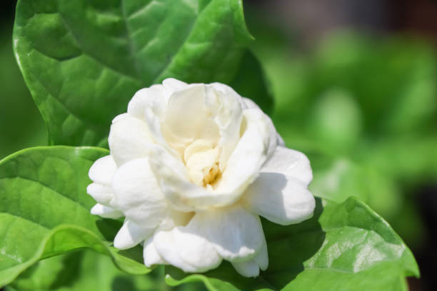Jasminum sambac flower Jasminum sambac flower are blooming and green leaf jasminum sambac stock pictures, royalty-free photos & images