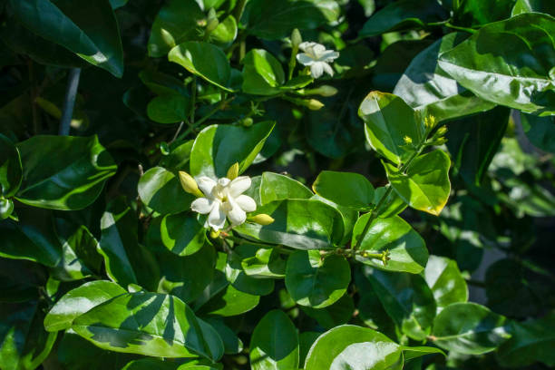 Jasminum sambac oleacea, arabic jasmin flower green leaves and white flower bud in summer jasminum sambac stock pictures, royalty-free photos & images