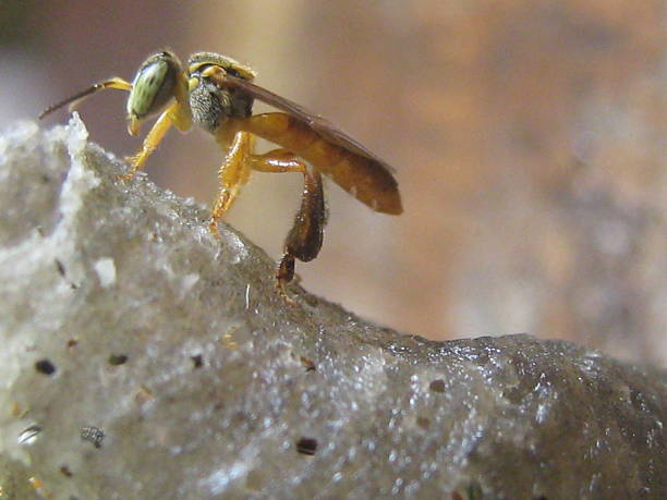 Jataí Bee stock photo