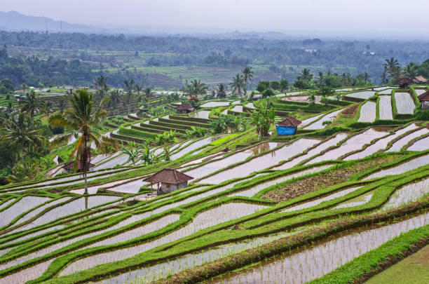 Jatiluwih Rice Terraces in Bali. Cultural Landscape Heritage Site in Tabanan. UNESCO Heritage. stock photo