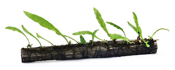 Java fern tied in bogwood Java fern tied in bogwood over white background Java Fern stock pictures, royalty-free photos & images