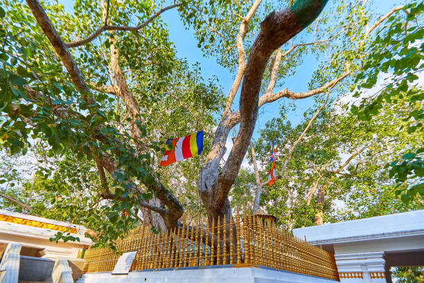 Jaya Sri Maha Bodhi is a sacred fig tree in the Mahamewna Gardens, Anuradhapura. A sacred place for Buddhists on Sri Lanka stock photo