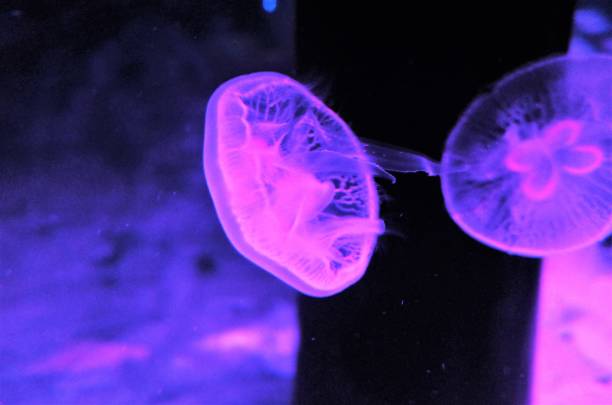 Jelly - Beautiful jellyfish in shines blue stock photo