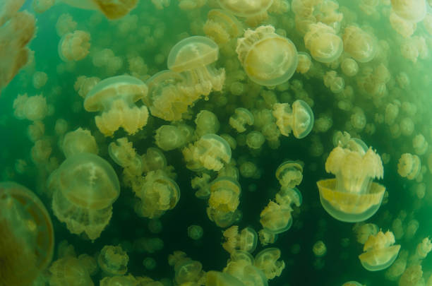 jelly fish world - zoetwaterkwal stockfoto's en -beelden